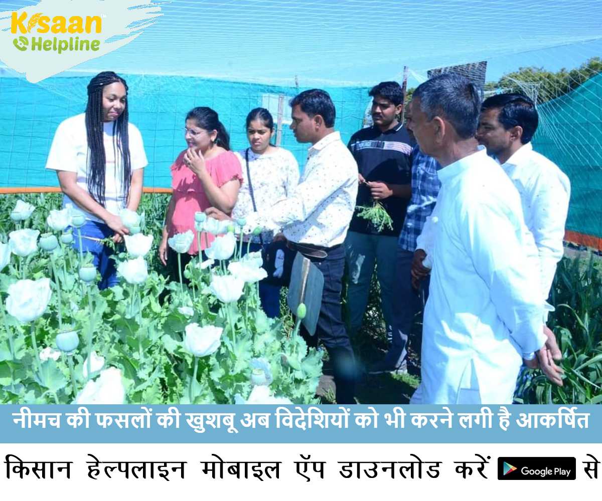 नीमच की फसलों की खुशबू अब विदेशियों को भी करने लगी है आकर्षित नीमच की फसलों की खुशबू अब विदेशियों को भी करने लगी है आकर्षित